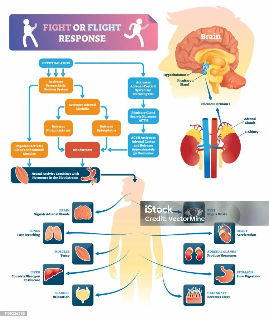 Physiological response. Fight or flight response. fight or flight stress. органы мишени при гипертонической болезни. медицинские плакаты пищеварение.