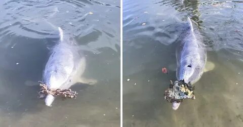 Ellen decided to become a dolphin keeper