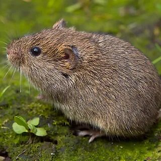 Vole