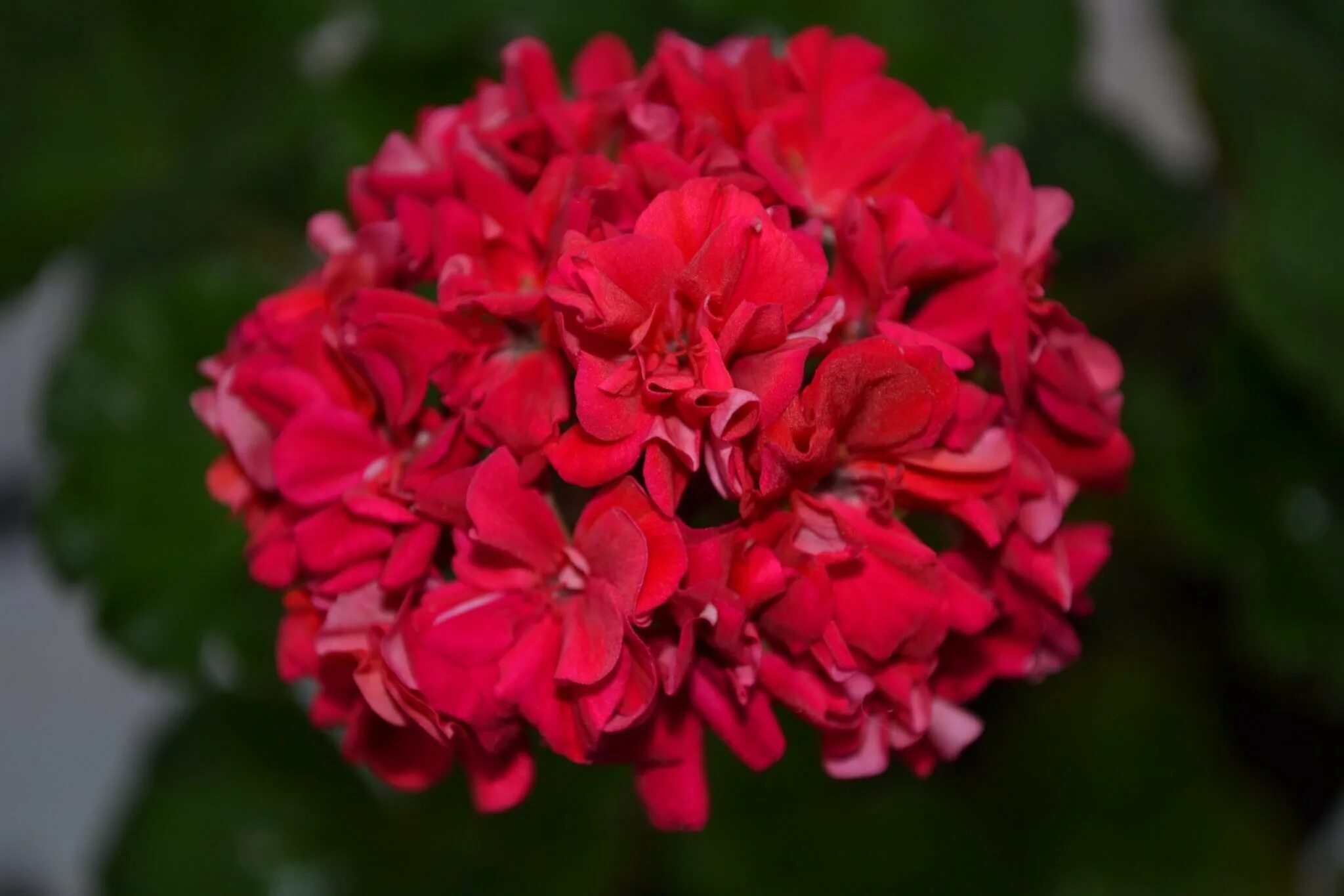 Пеларгония jagershus moster kerstin. Пеларгония jagershus mormor marta. Пеларгония jagershus. Пеларгония джагершус. Пеларгония джагершус фалей.