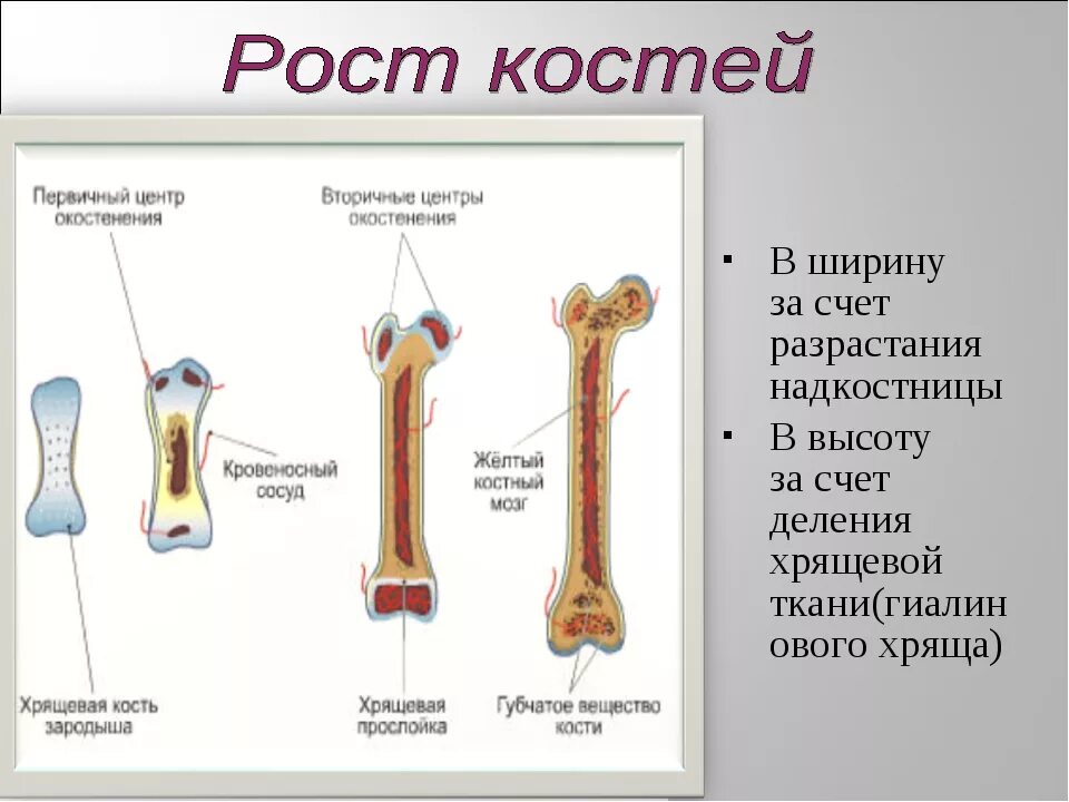 Какая структура обеспечивает кости в ширину. Строение и рост костей. Рост кости. Рост трубчатой кости. Рост трубчатых костей.