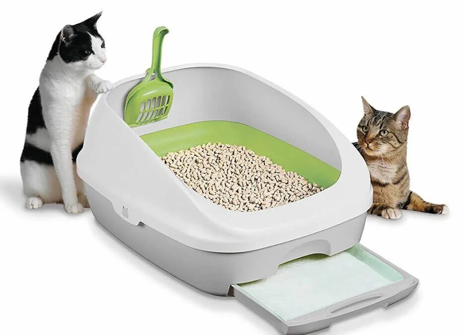 Который заканчивается для кота
