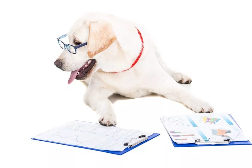 Write the dog