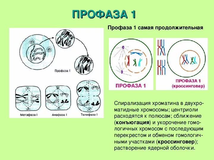 Удвоение центриолей спирализация хромосом. Мейоз профаза 1 процессы. Мейоз профаза 1 конъюгация. Профаза 1 хромосомы. Метафаза мейоза 1.