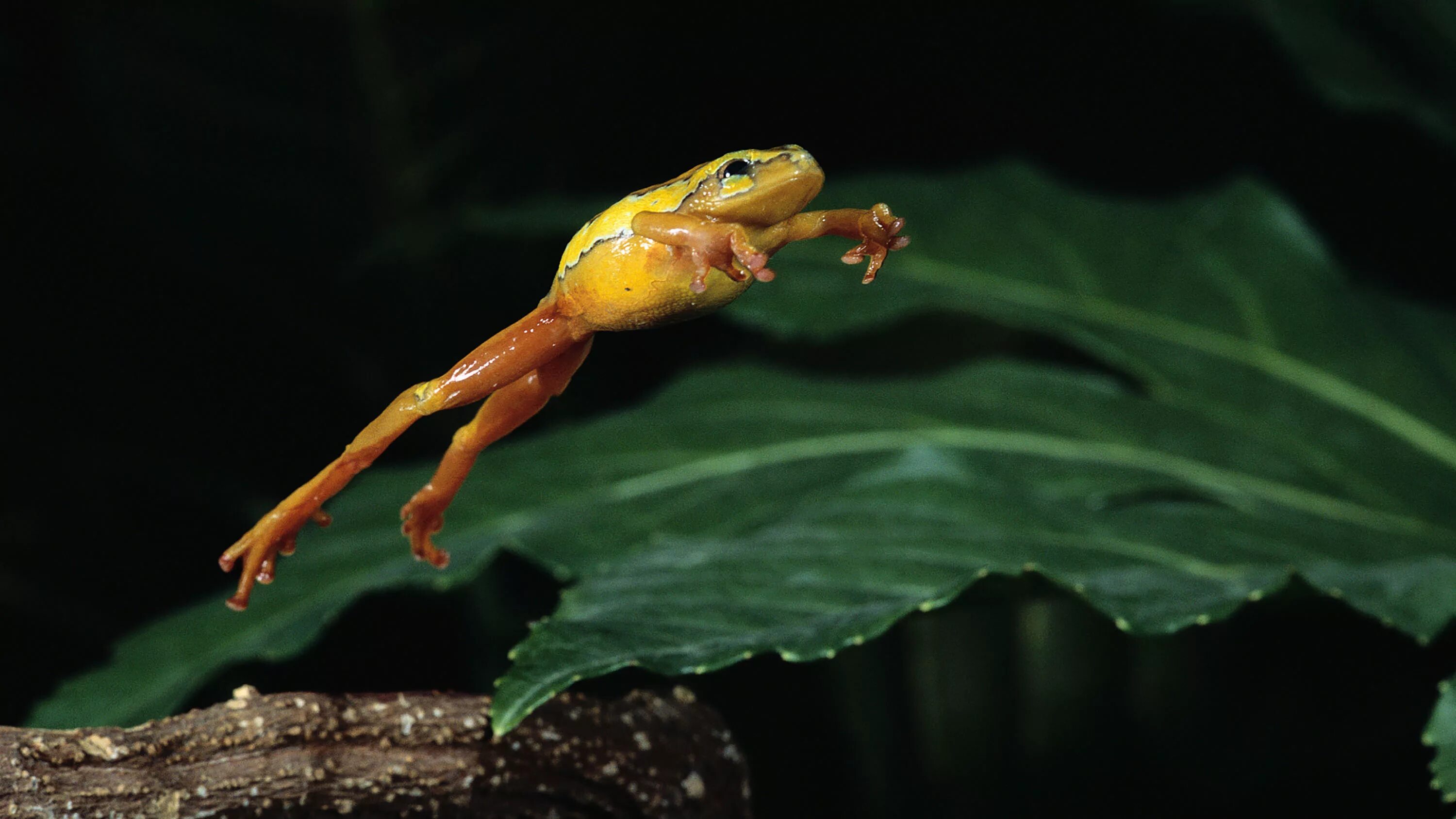 Elephant frog. Шпорцевая квакша. Золотистая квакша. Панамская Золотая лягушка. Лишаистый веслоног.