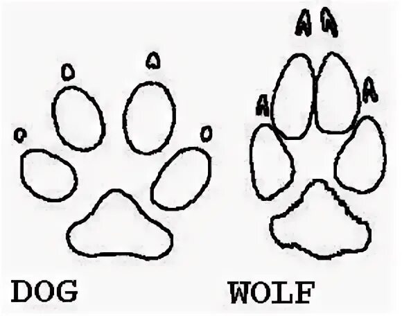 Как отличить следы. Отличие следа волка от собаки. Отличие следа волка от следа собаки. Волчий след и собачий разница.
