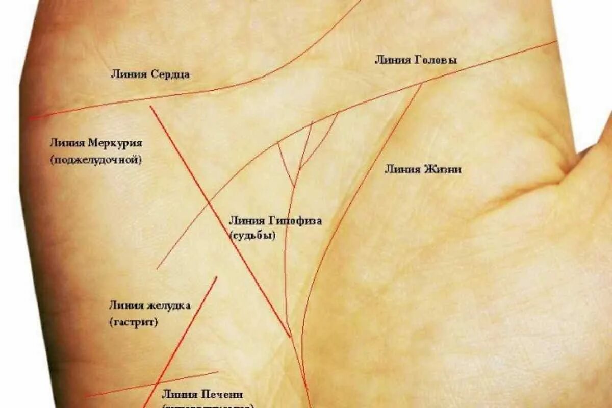 Линия интуиции на руке: как выглядит и где находится