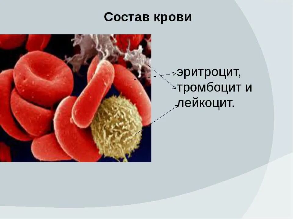 Эритроциты лейкоциты тромбоциты это клетки. Кровь эритроциты лейкоциты тромбоциты.