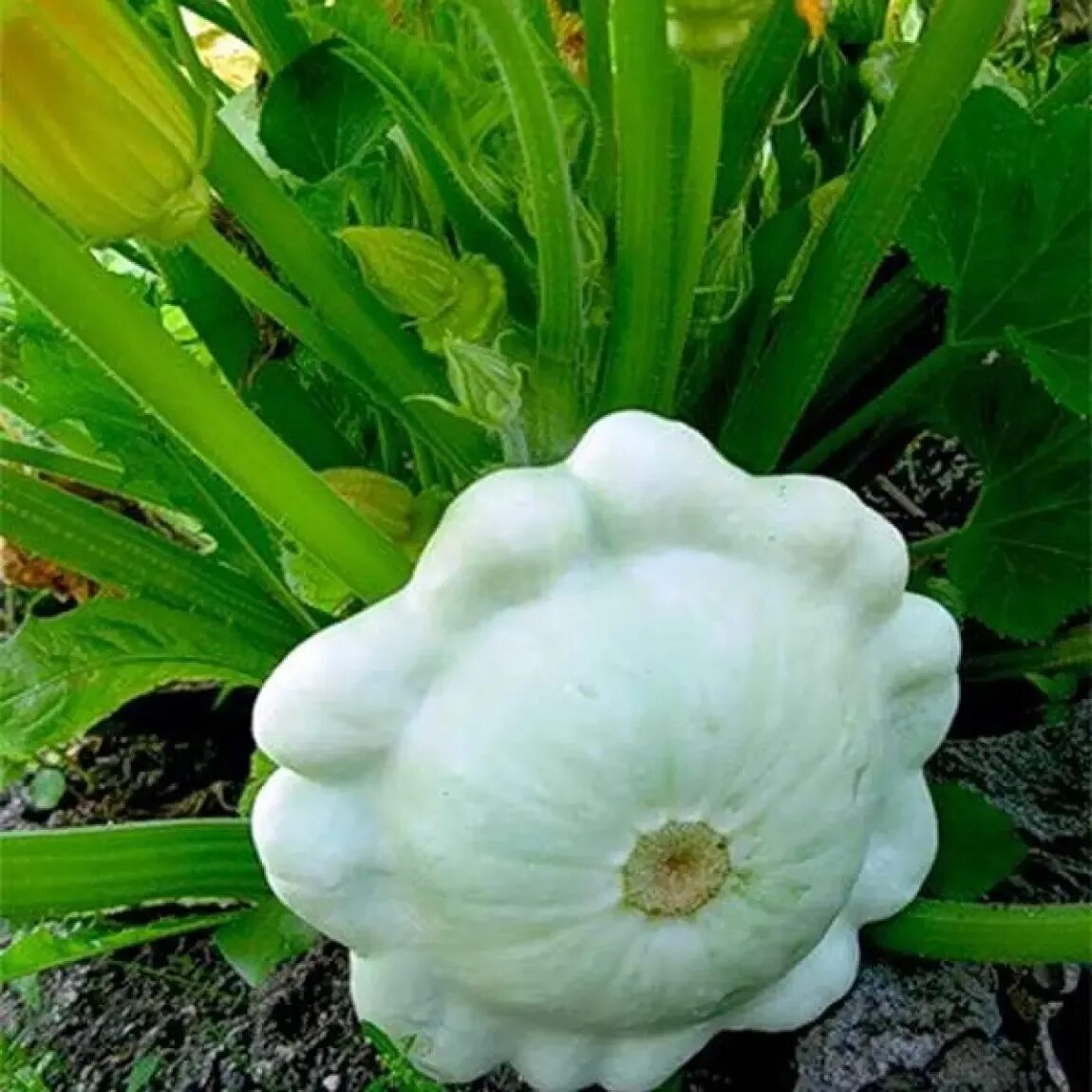 Белые дисковидные тыквы. Дисковидная форма тыквы. Растение тыквы с белыми дисковидными плодами. Форма плода тыквы. Патиссон солнышко.