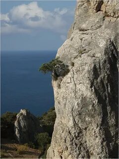 И на скалах растут