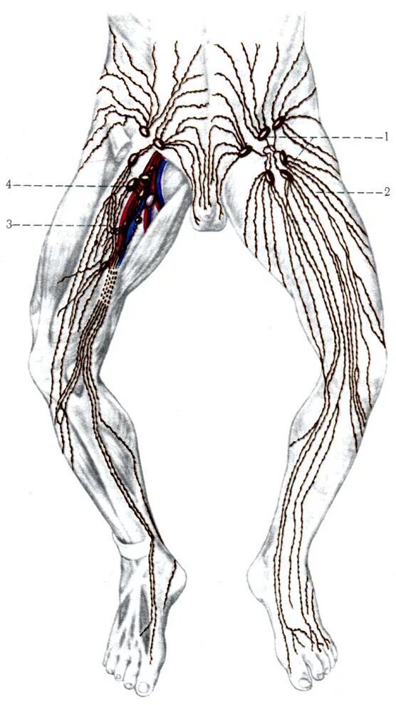 Лимфатические сосуды конечностей. Пахово бедренные лимфоузлы. Подъягодичные лимфоузлы. Лимфоузел Крукенберга.