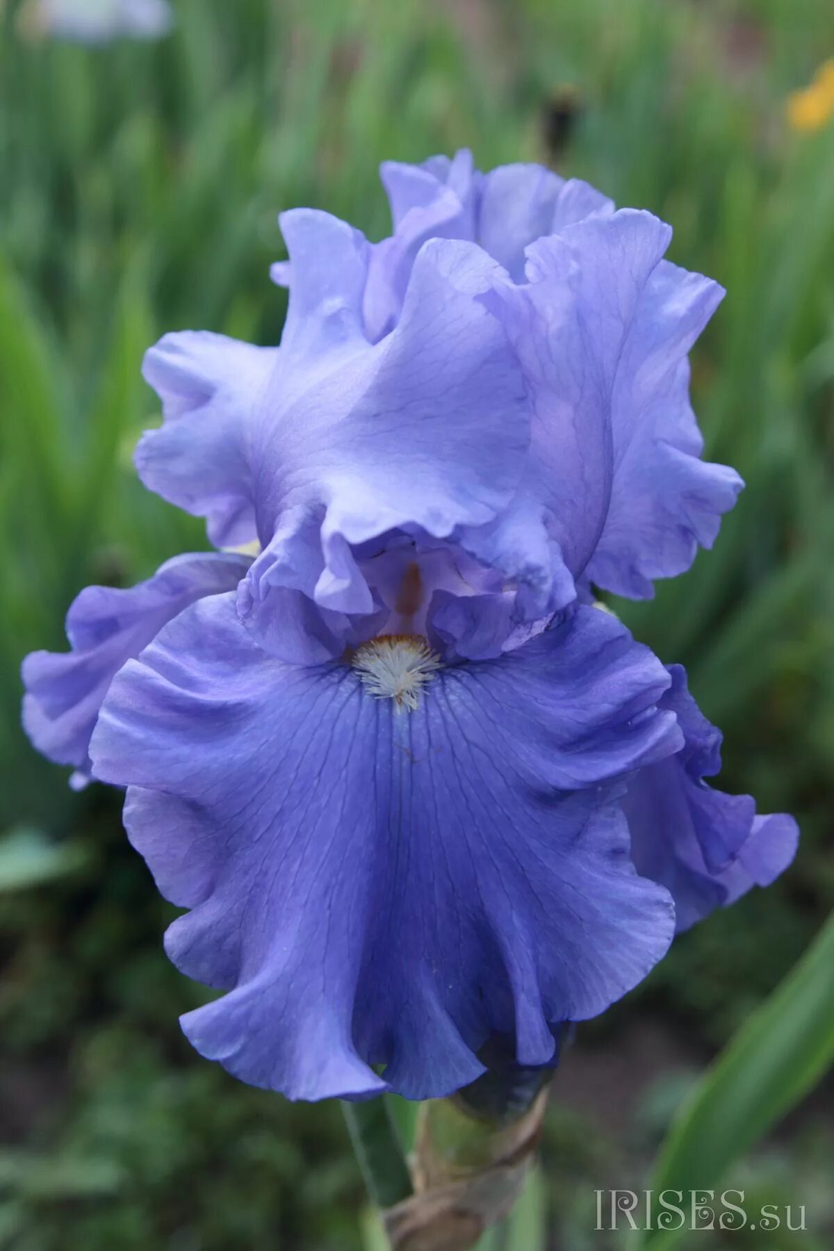 Производитель iris. Производитель iris. Falling in love with neroli iris. Soak кремовый ирис. Производитель iris.