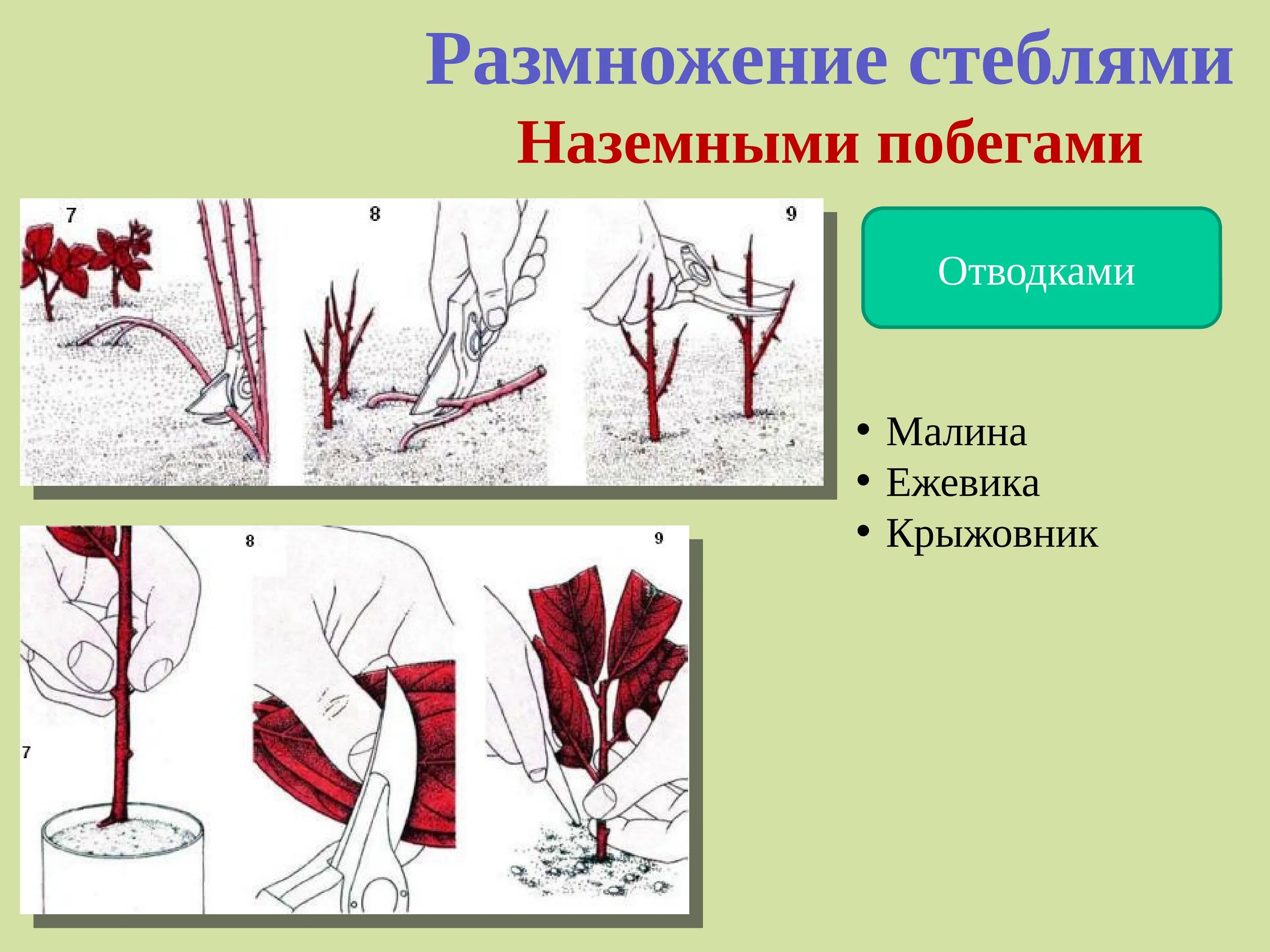 Размножение стеблевыми побегами. Вегетативное размножение стеблевыми черенками. Размножение вегетативное черешками. Вегетативное размножение ежевики.