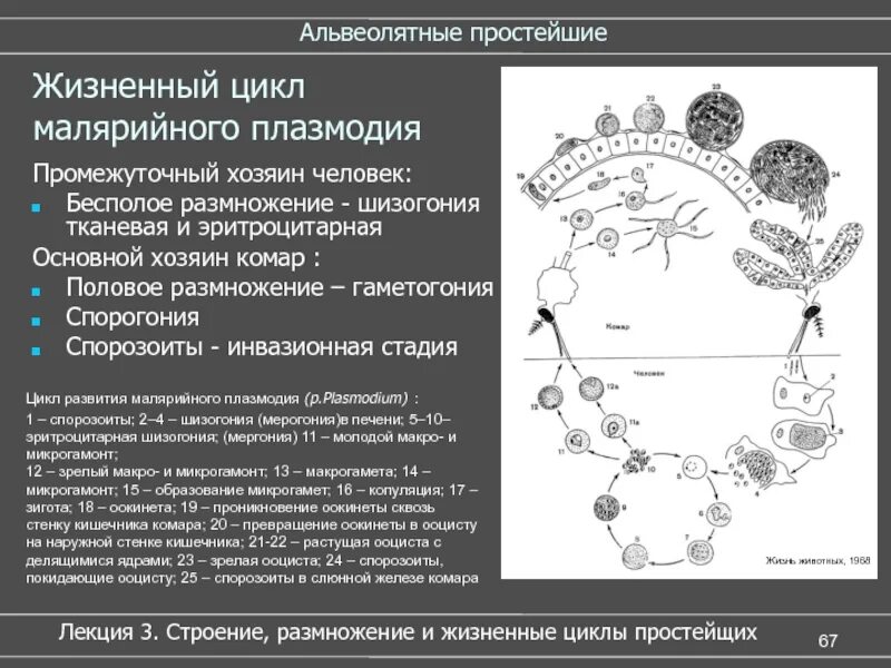 Стадии жизненного цикла малярийного плазмодия. Этапы развития малярийного плазмодия. Малярийный плазмодий жизненный цикл промежуточный хозяин. Цикл развития малярийного плазмодия промежуточный хозяин. Малярия цикл развития малярийного плазмодия