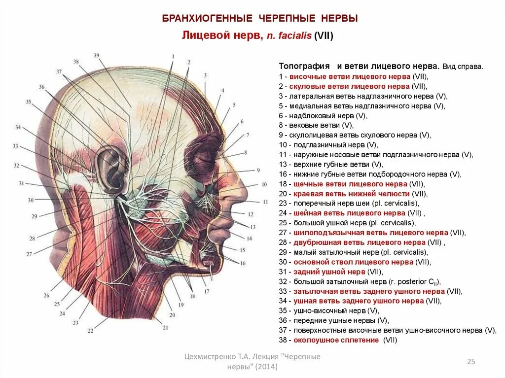 Нервные узлы черепных нервов. Топография головы Черепные нервы.. Лицевые нервы Черепные нервы. Височная ветвь лицевого нерва топографическая анатомия. Анатомия краевой ветви лицевого нерва.