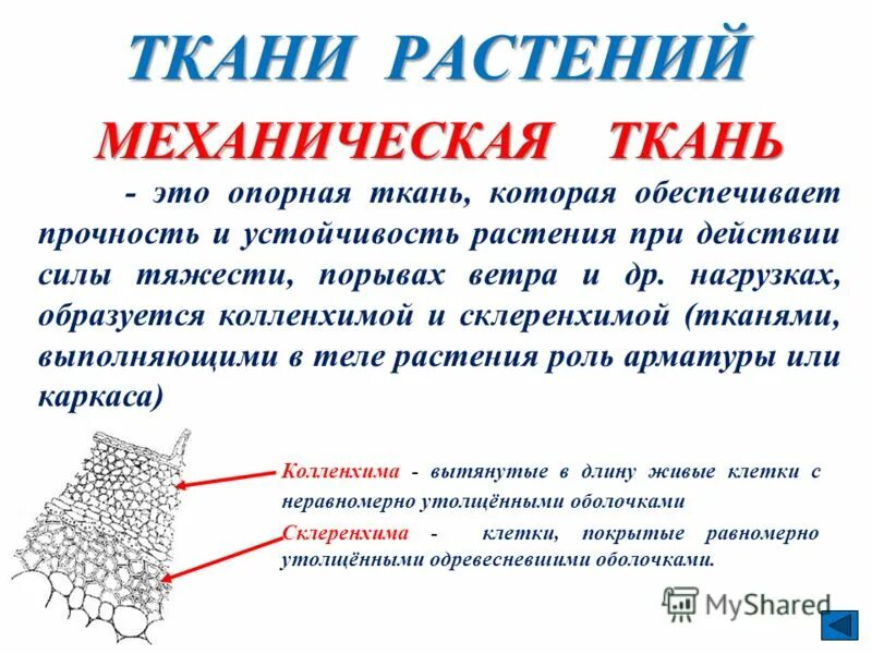 Опорные ткани растений