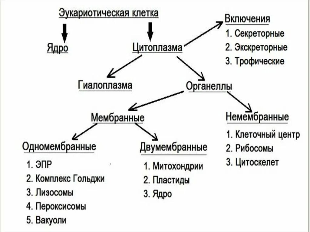 Схема строения эукариотической клетки включения. Классификация органоидов эукариотической клетки. Мембранные органоиды эукариотической клетки таблица. Органоиды эукариотической клетки схема. Включений и т д