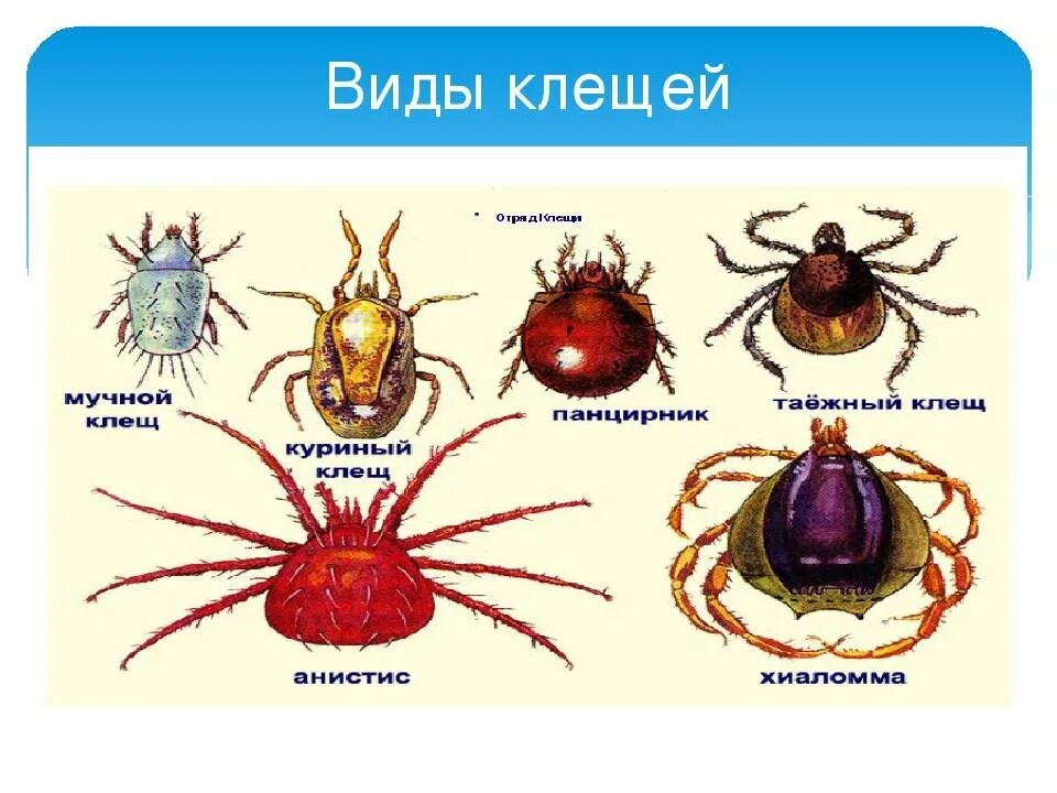 Клещи относятся к классу паукообразных. Отряд клещи виды. клещи у человека виды и подвиды. подразновидности клещей. виды клещей фото и описание.