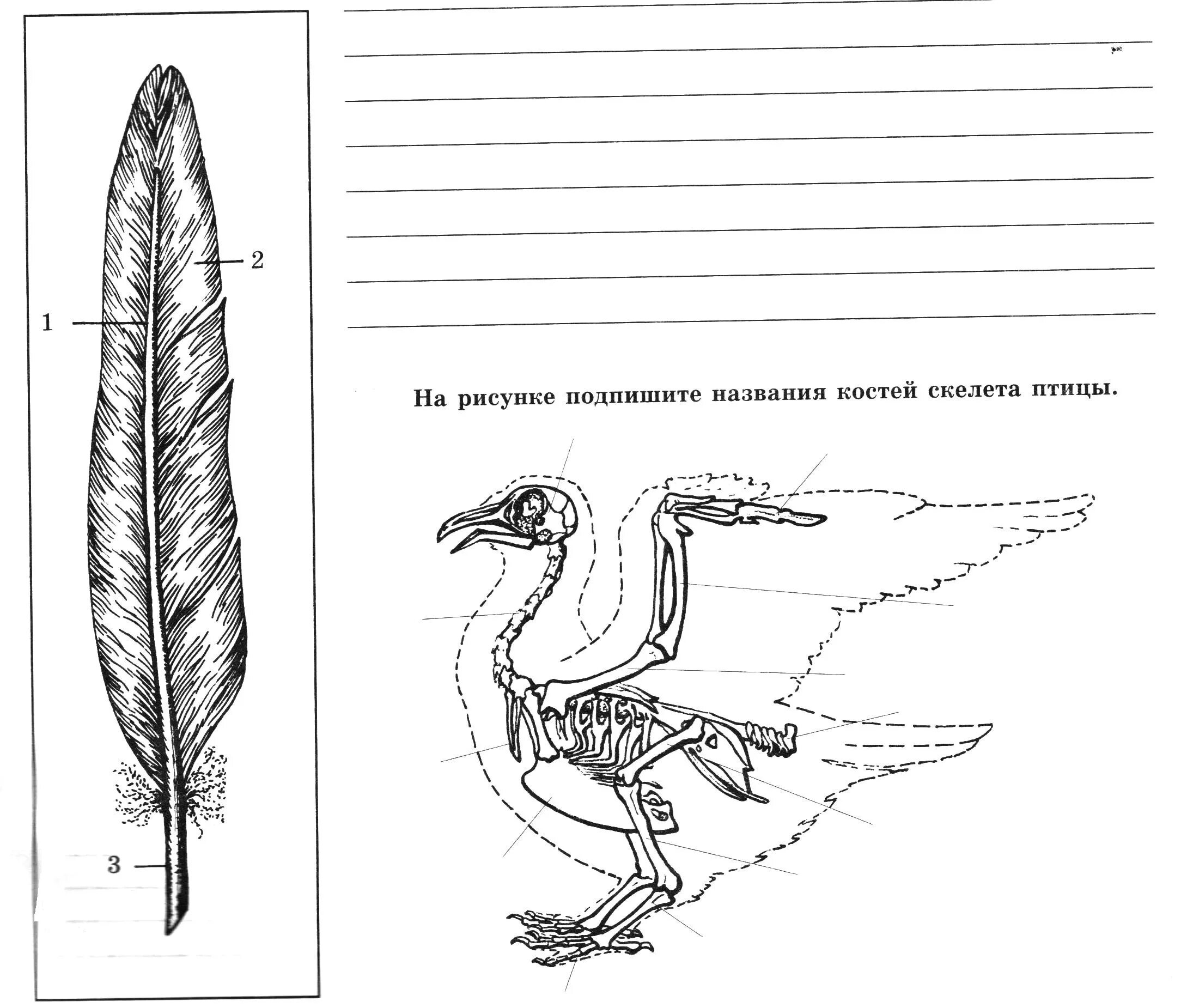 Класс птицы 7 класс рабочая тетрадь. Строение птицы 7 класс биология. Внешнее строение птицы биология 7 класс. Внешнее строение и скелет птиц 7 класс. Птицы строение птиц 7 класс.