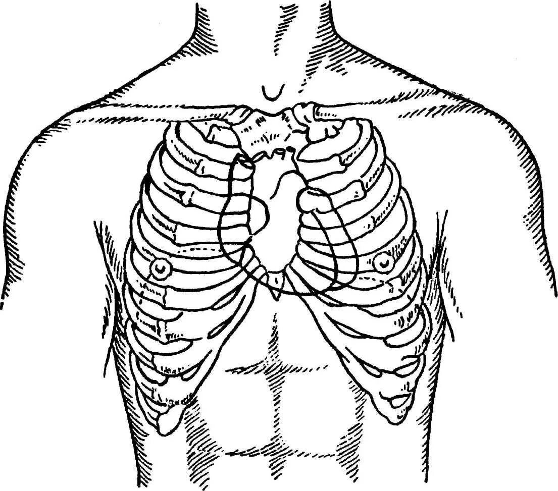 Топография ребер грудной клетки. Топографическая анатомия грудной клетки человека. Топография грудины клетки. Мечевидный отросток анатомия. Клапаны сердца на грудной клетке