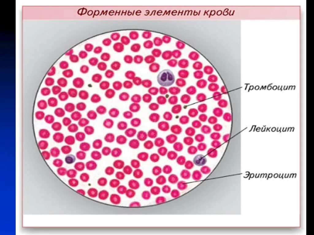 Кровь строение рисунок. Форменные элементы крови мазок крови лягушки. Эритроциты гистология строение. Строение клетки крови лягушки под микроскопом. Кровь человека под микроскопом.