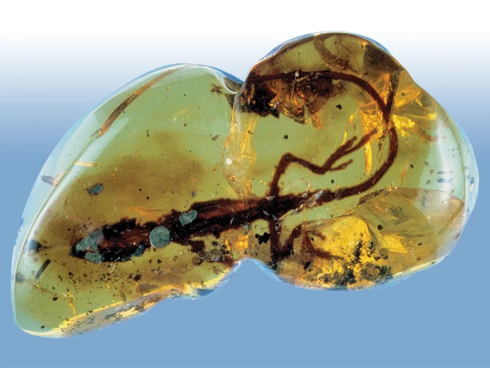 Затвердевшая смола. Янтарь инклюз с насекомыми. Янтарь камень инклюз. Инклюзы растений в янтаре. Затвердевшая смола.