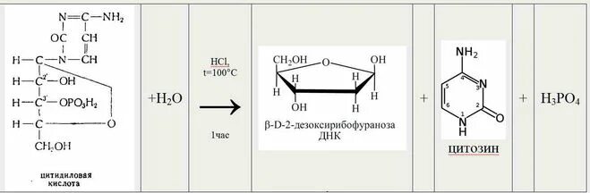 Гидролиз эфира в присутствии соляной кислоты. Формула 5 цитидиловой кислоты. Бета д 2 дезоксирибофураноза. 5 Цитидиловая кислота полный гидролиз.