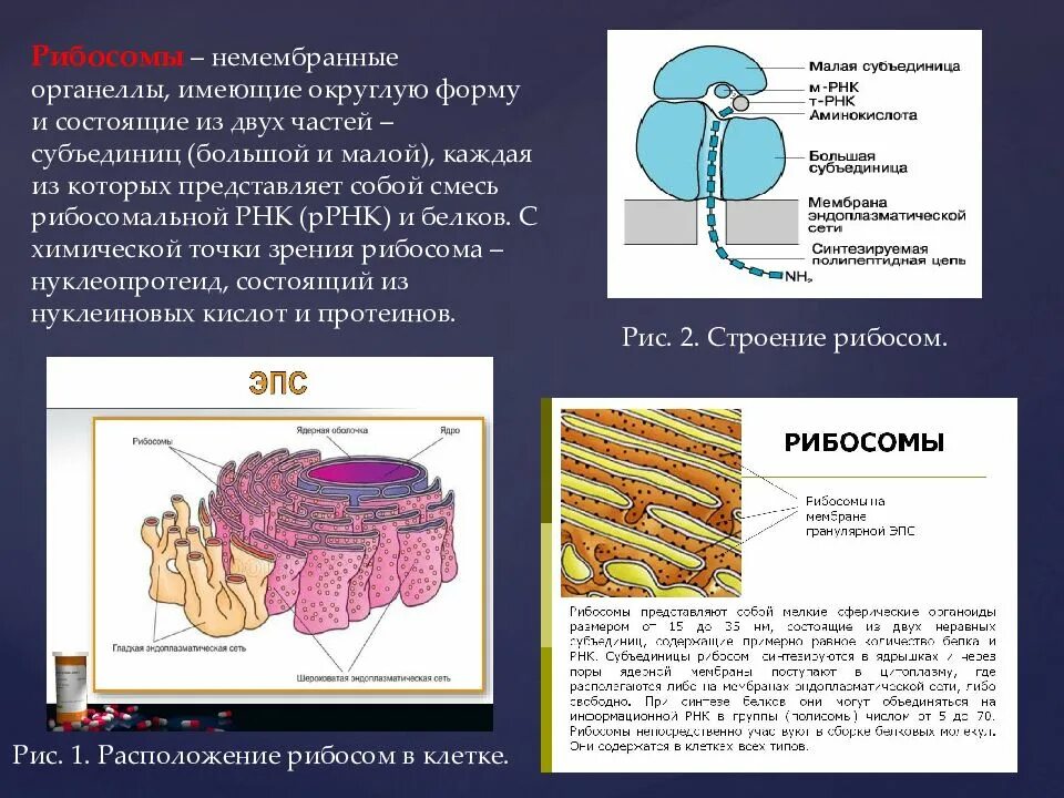 Синтез белков органелла. Немембранные органеллы рибосомы. Строение большой субъединицы рибосомы. Рибосомы располагаются.