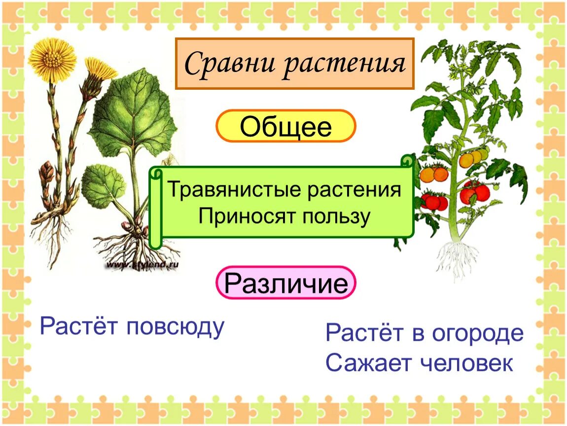 Что общего у всех растений