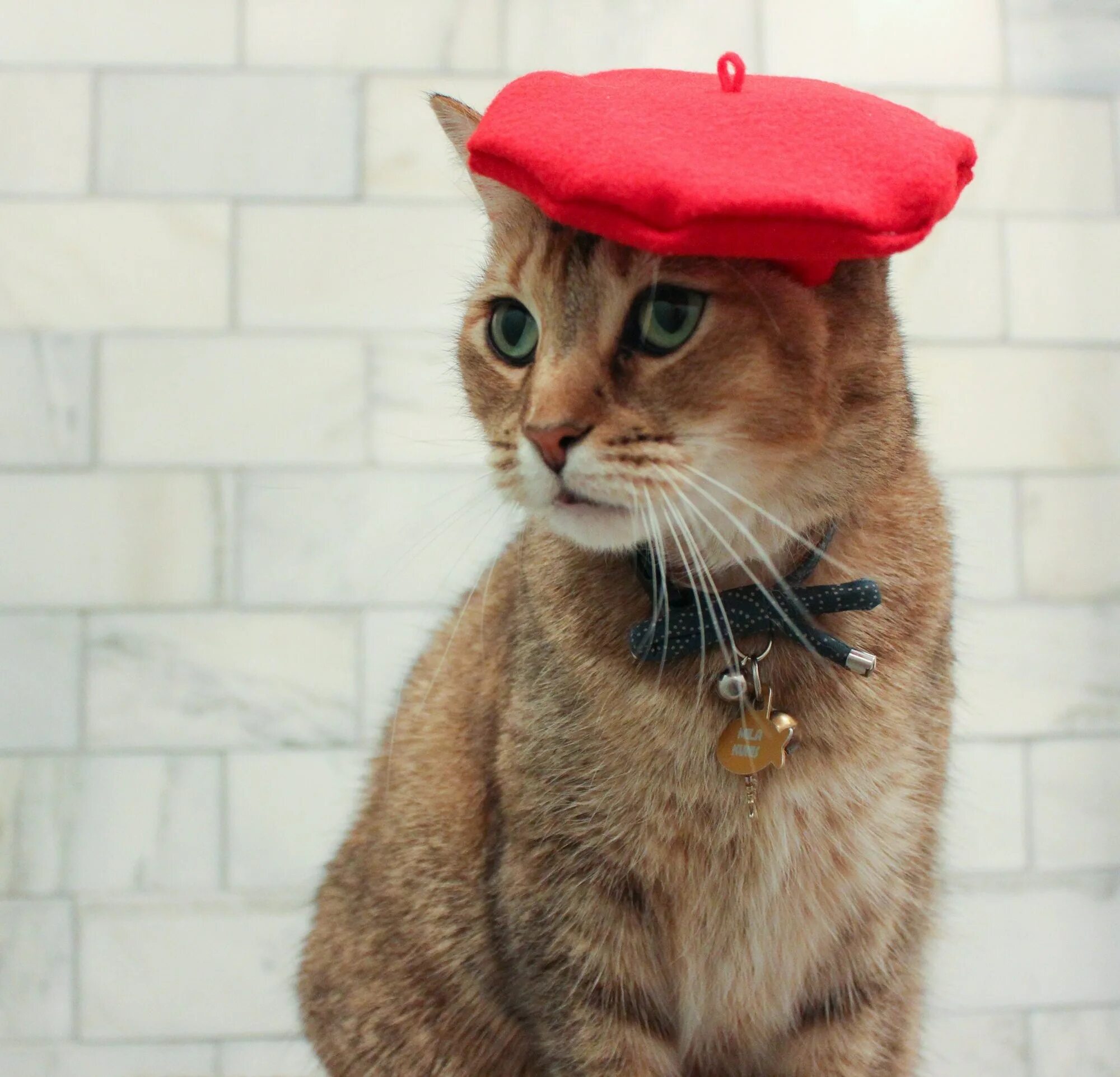 Кошка в шляпке. Кошка в шляпе. Крутые котики. Берет для кошки. Кот в военной форме.