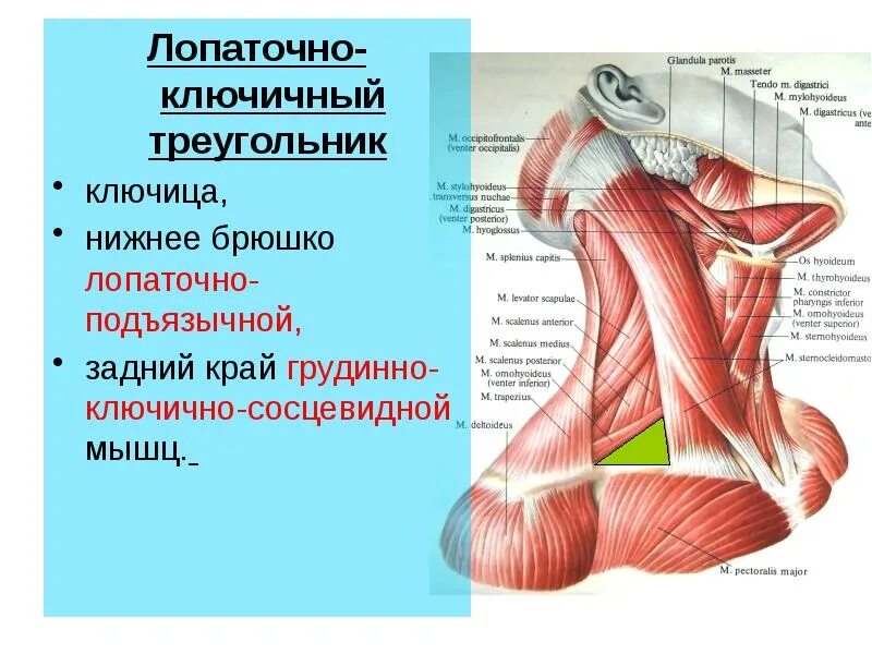 Нижнее брюшко. Мышцы шеи вид сбоку анатомия. Лопаточно подъязычная мышца шеи. Поверхностные мышцы шеи анатомия и их функции. Поверхностные мышцы шеи латынь.