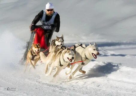 Sled race