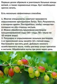 Плесень на ягодах крыжовника чем обработать