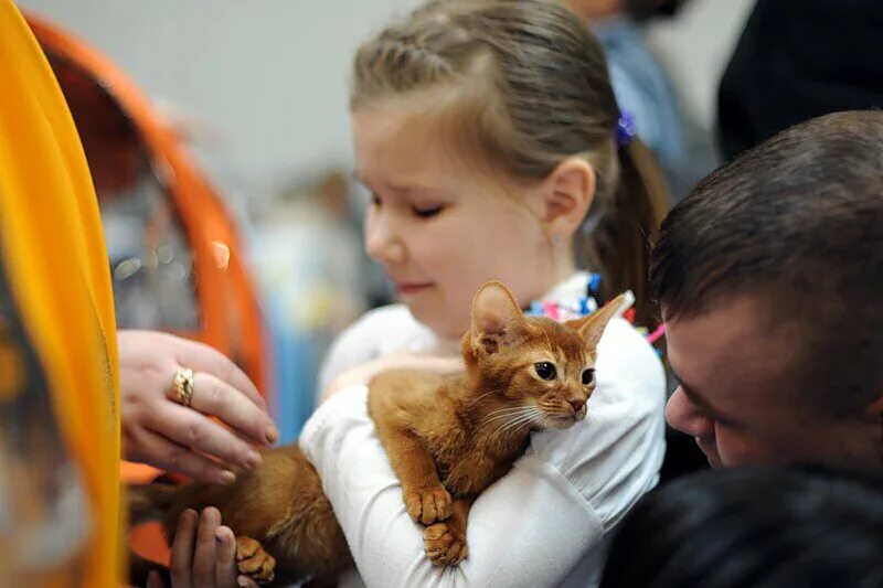 Выставка кошек. Выставка кошек в Москве. Выставка кошек фото. Выставка кошек ВДНХ. Выставка кошек экспо