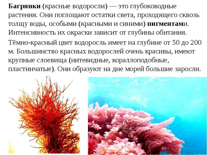 Подцарство красных водорослей багрянки. Красные водоросли или багрянки. Красные водоросли багрянки. Багрянка, красные водоросли, Rhodophyta..