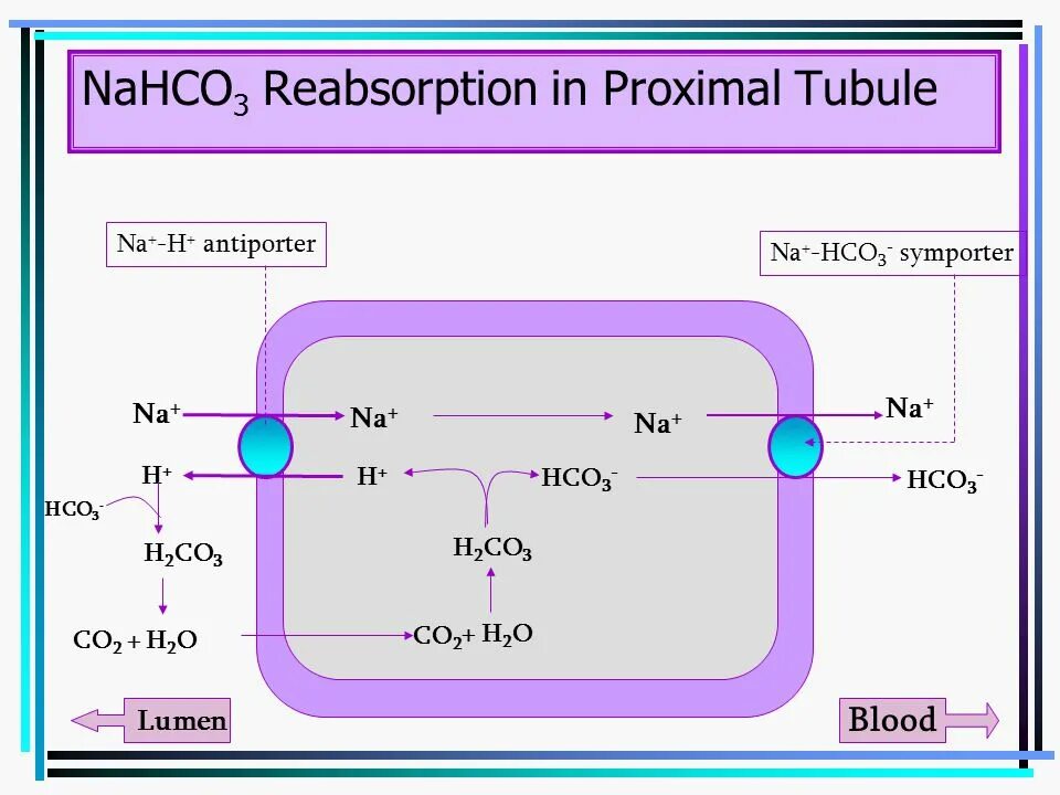 Nahco3 p. Nahco3 схема. Антипортер термогенин. Nahco3 строение. Антипортер na h.