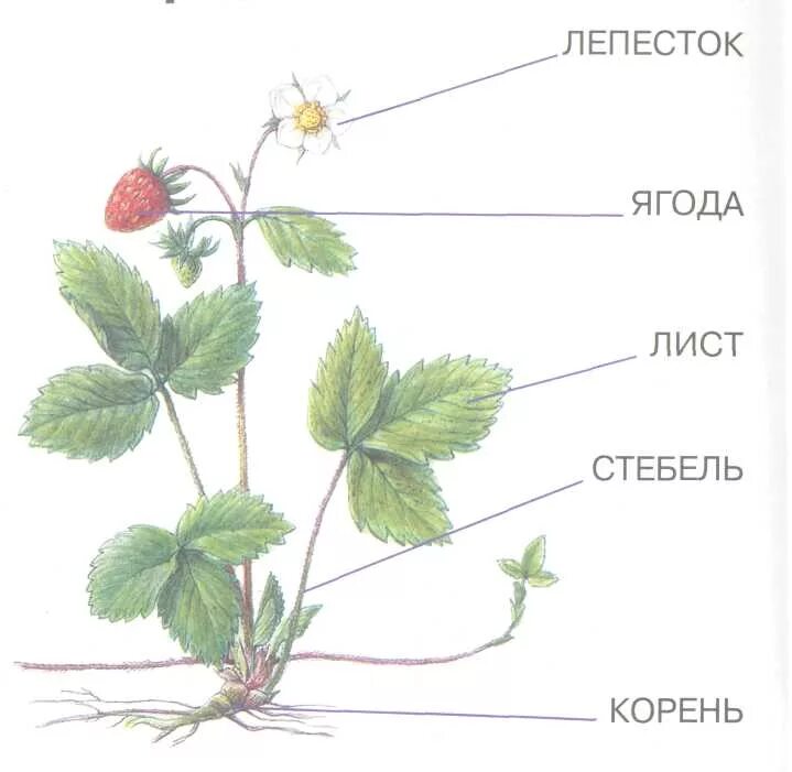 Строение растения рисунок с подписями. Строение земляники Лесной. Землянка Лесная строение. Земляника Лесная строение растения. Строение земляники Лесной схема.