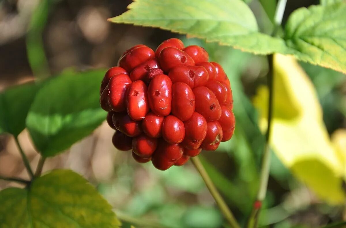 Жень шень обыкновенный. Растение дающее ягоды. Бузина лесная. Боярышник сибирский кроваво-красный куст. Морошка в карелии.