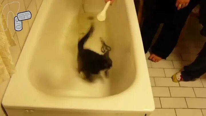 Коты которые любят купаться. Видео кота который говорит нормально когда его моют. Водоплавающий котик. Видео кот в ванной. Сибирский кот в ванной.