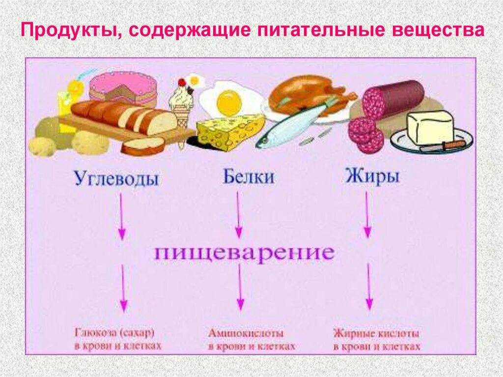 Обмен веществ схема белки жиры углеводы. Источники питательных веществ. Продукты содержащие питательные вещества. Источники основных пищевых веществ.