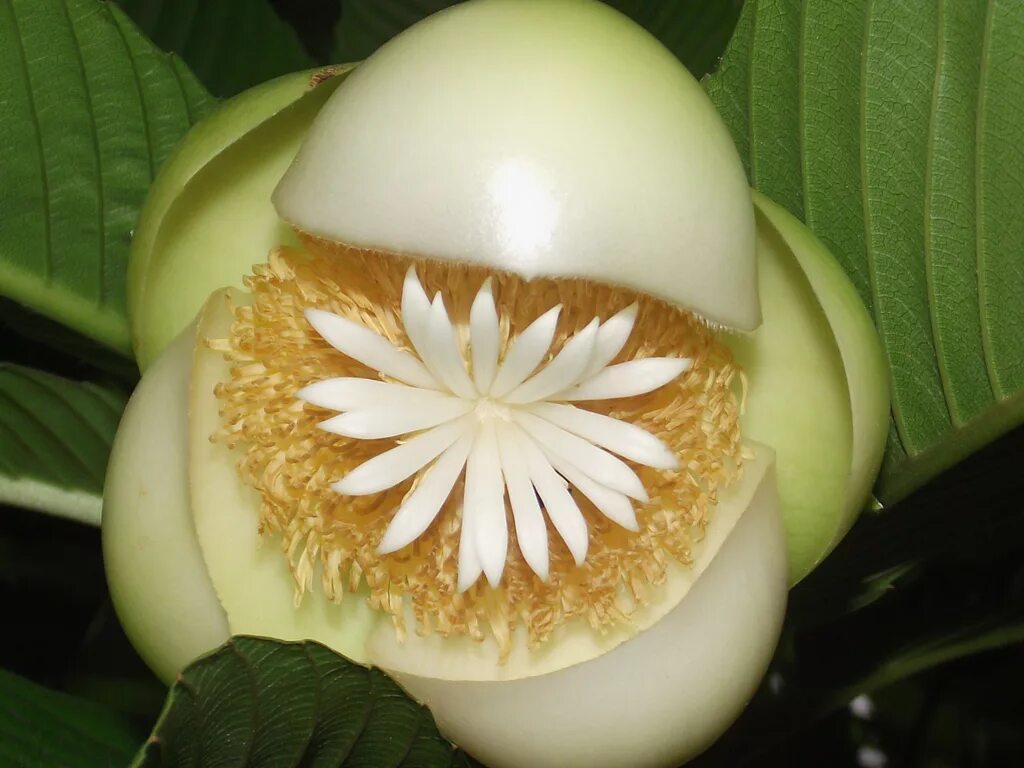 Elephant apple. Dillenia Indica (Дилления). Dillenia Indica, Дилления индийская, Чалта.. Слоновое яблоко или Дилления индийская. Дилления Филиппинская.