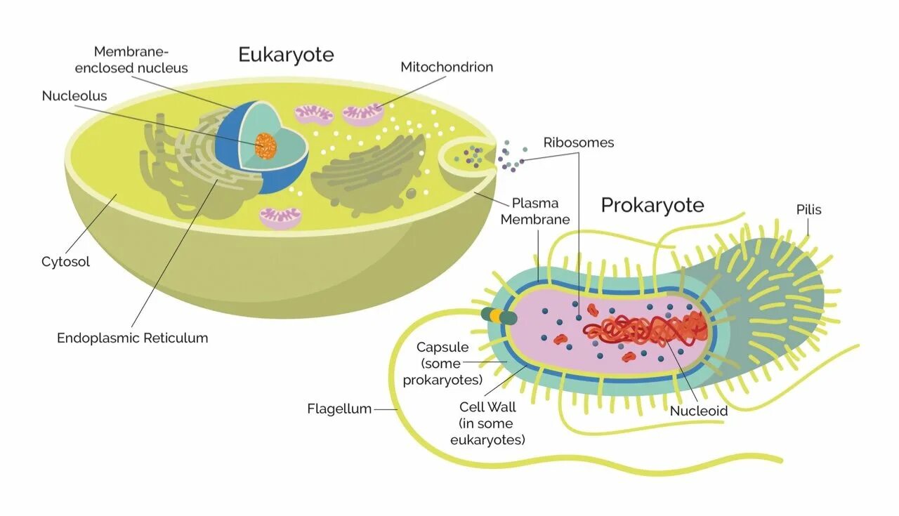 Prokaryotic and eukaryotic. Бактерии эукариоты. Клетки прокариот и эукариот. Прокариотические и эукариотические клетки.