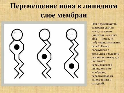 Кинки в мембране