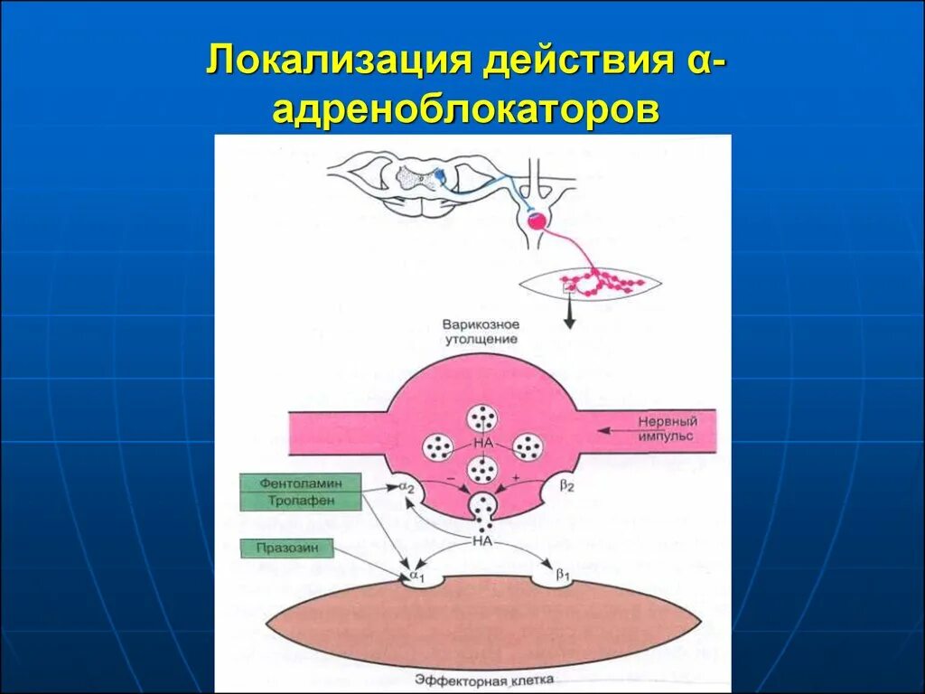 Адреноблокаторы локализация. Локализация адреноблокаторов. Локализация действия. Лс действующие на адренергические синапсы адреноблокаторы. Действие альфа адреноблокаторов