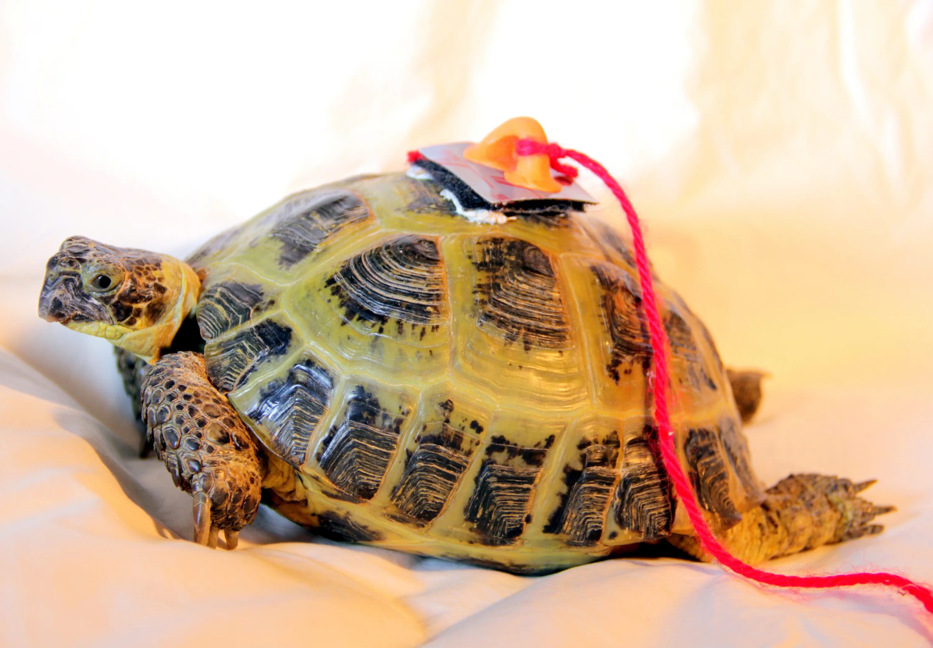 Черепахи для домашнего содержания виды. Tortoise или turtle. трекеры для черепах. расписные черепахи ухаживание. tortoises на русском черепаха силин.