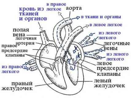Сердце схема