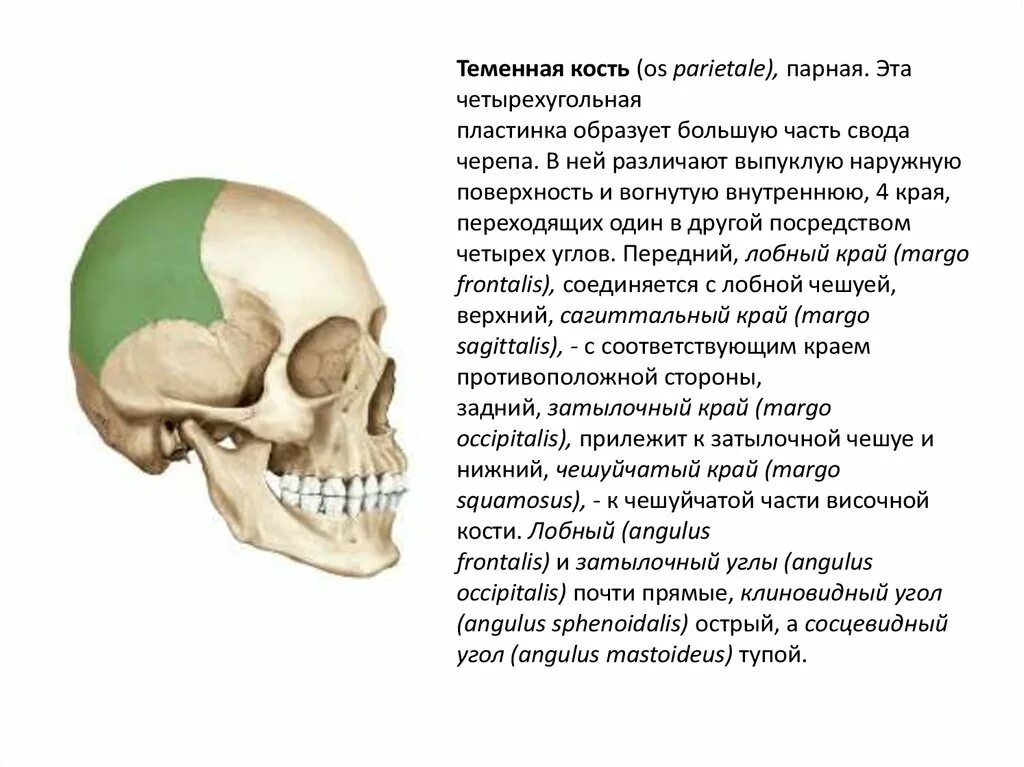 Сошник кость. Кости черепа сошник. Сошник анатомия. Сошник кость анатомия. Парной костью являются