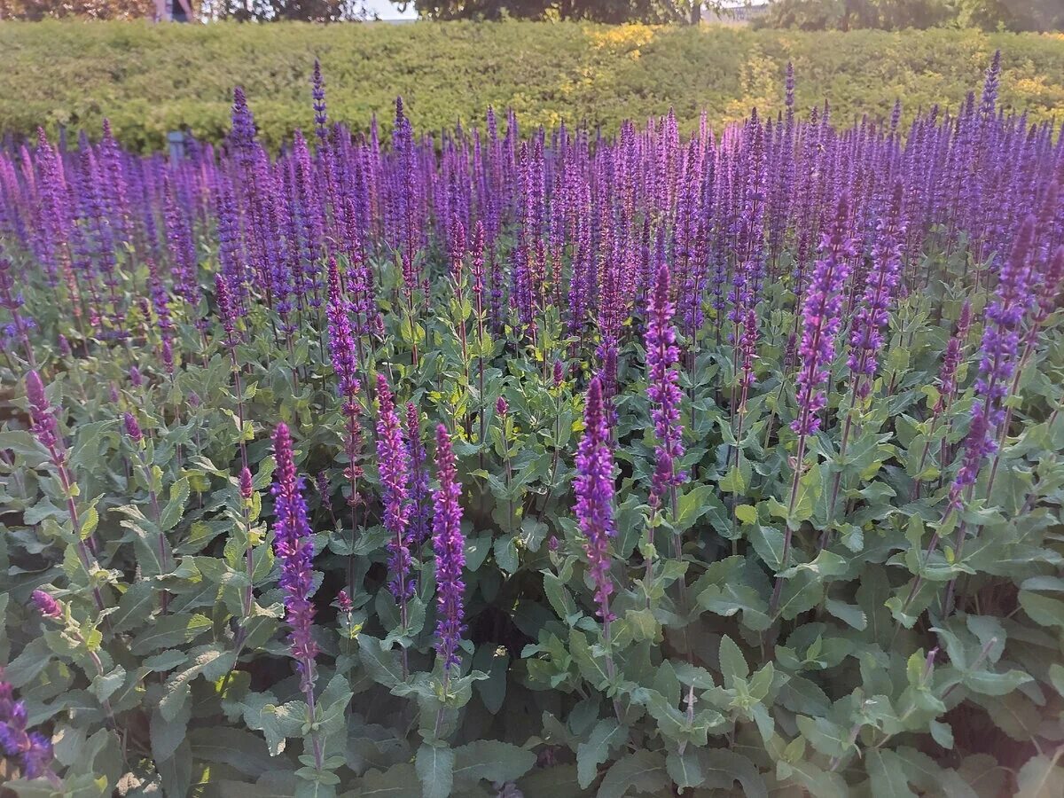 Шалфей дубравный (salvia nemorosa `caradonna`). Шалфей полукустарник. Шалфей дубравный карадонна. Выращивание шалфея закон. Шалфей дубравный.