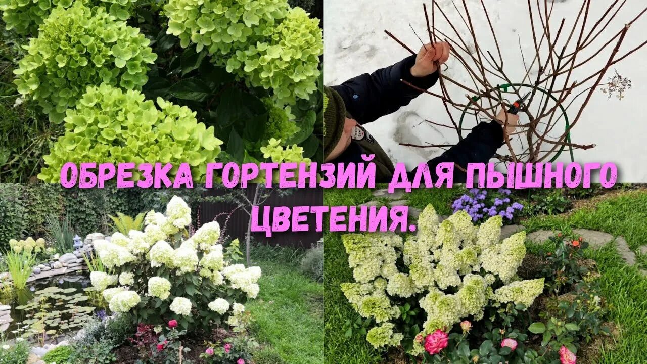 Обрезка однолетней гортензии метельчатой. Стрижка гортензии метельчатой весной. Обрезка гортензии метельчатой. Обрезка метельчатой гортензии осенью. Можно ли обрезать метельчатую гортензию