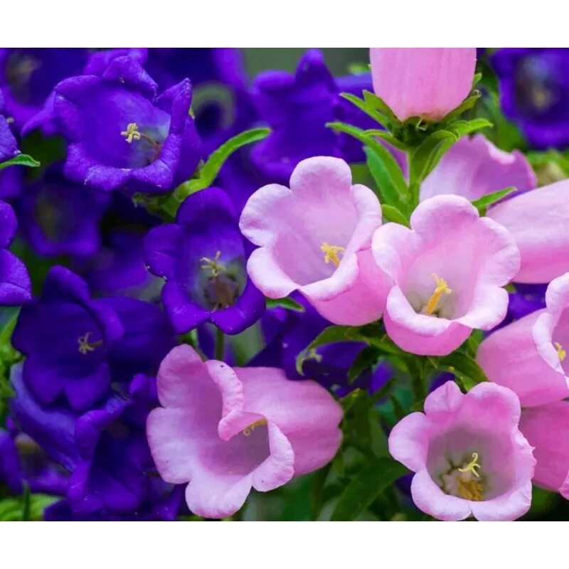 Колокольчик персиколистный махровый. Колокольчик средний – campanula medium. Цветы колокольчик махровый. Цветы колокольчик махровый. Колокольчик персиколистный махровый.